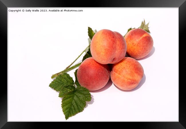 Ripe peaches Framed Print by Sally Wallis