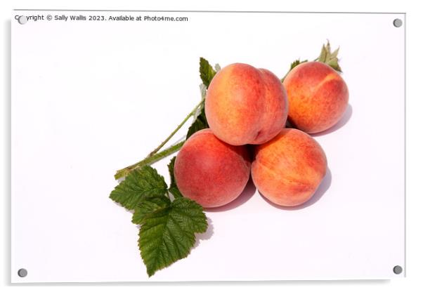 Ripe peaches Acrylic by Sally Wallis