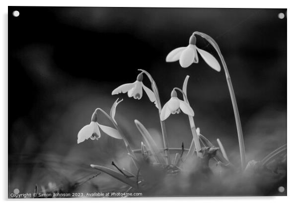 Snowdrops Acrylic by Simon Johnson