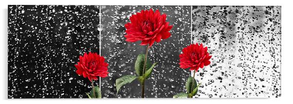 Rainy Day Dahlias Acrylic by Natalie Kinnear