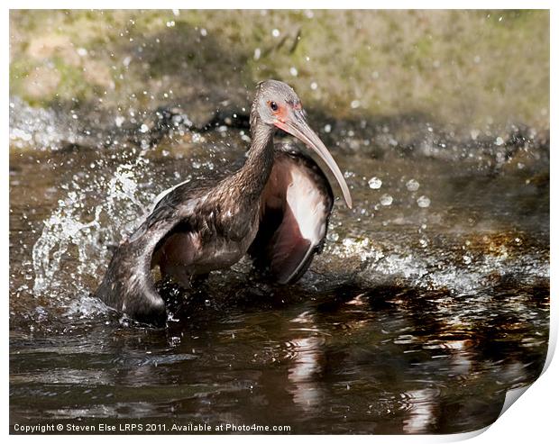 In a Flap Print by Steven Else ARPS