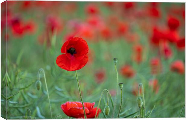 Red Poppy Field Canvas Print by Tim Hill