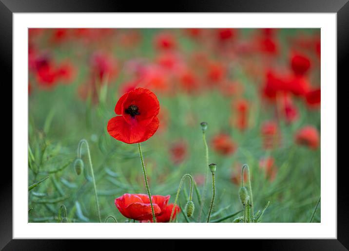 Red Poppy Field Framed Mounted Print by Tim Hill