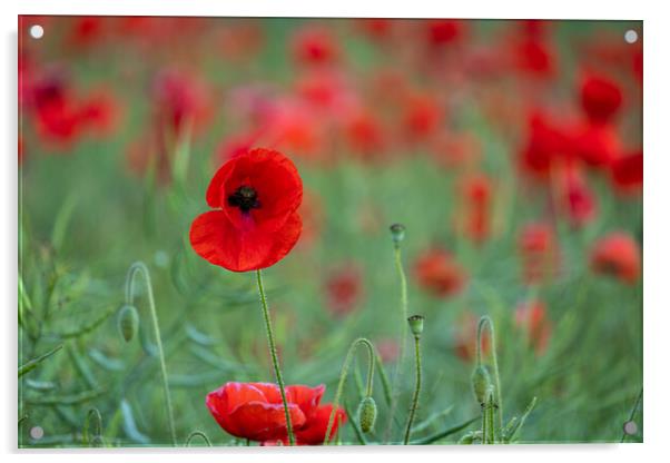 Red Poppy Field Acrylic by Tim Hill