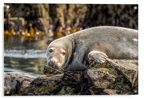 Grey Seal Farne Islands Acrylic by Tim Hill