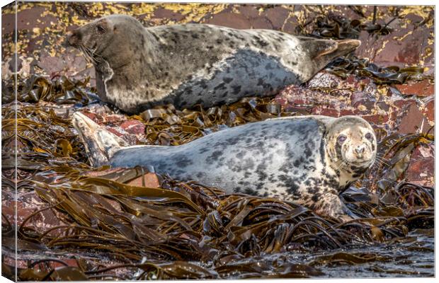 Majestic Bull Grey Seal Basking Canvas Print by Tim Hill