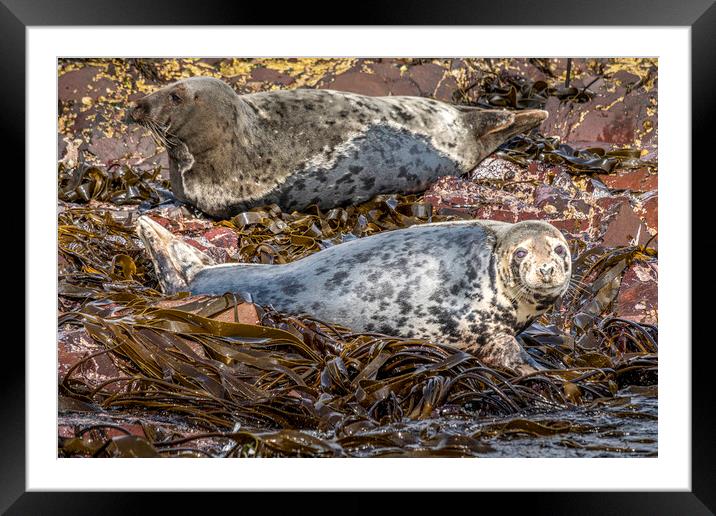 Majestic Bull Grey Seal Basking Framed Mounted Print by Tim Hill