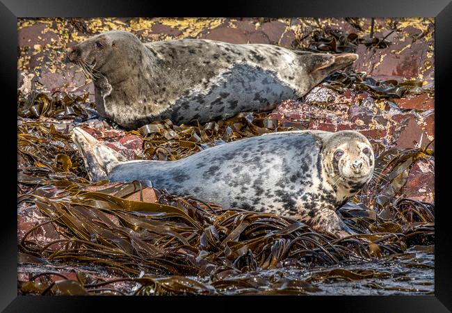 Majestic Bull Grey Seal Basking Framed Print by Tim Hill