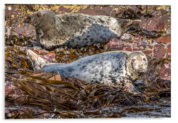 Majestic Bull Grey Seal Basking Acrylic by Tim Hill