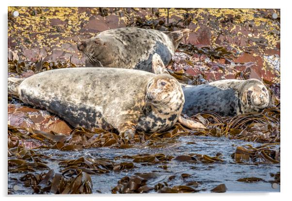 Grey Seal Farne Islands Acrylic by Tim Hill