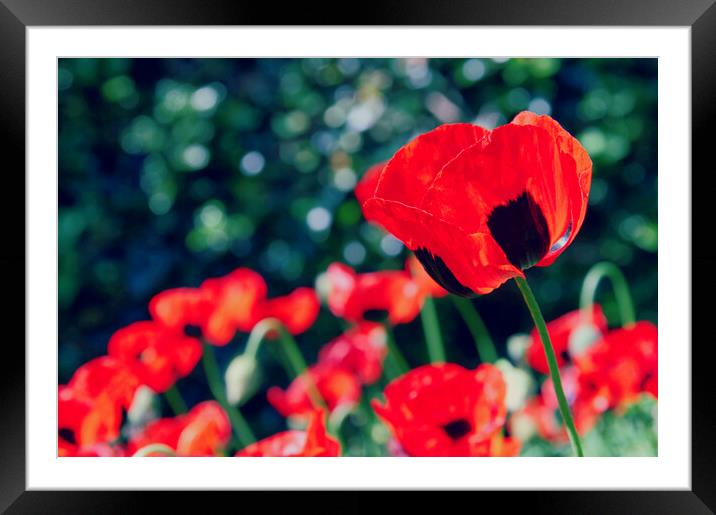 Red Poppies. Framed Mounted Print by Jim Allan