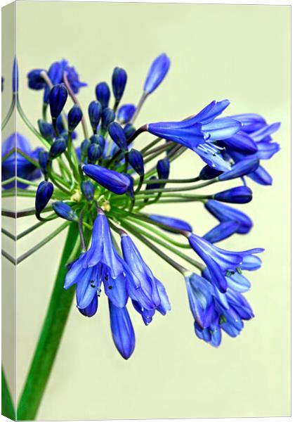 Blue Agapanthus Flower Canvas Print by Jim Allan