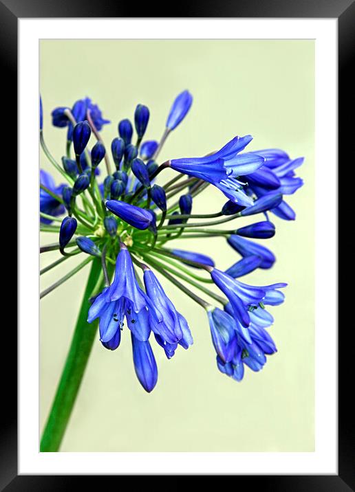 Blue Agapanthus Flower Framed Mounted Print by Jim Allan