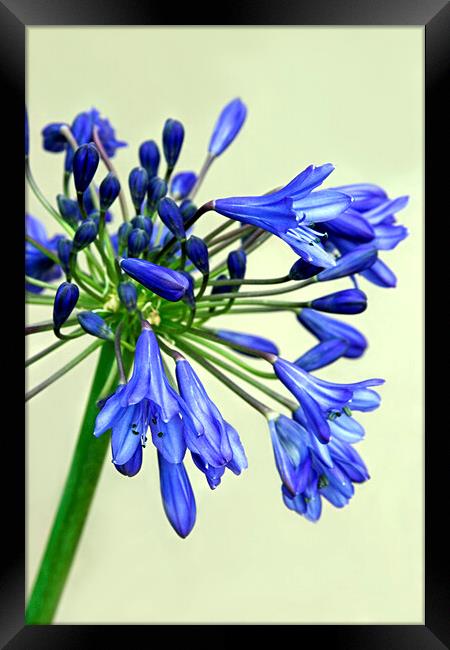 Blue Agapanthus Flower Framed Print by Jim Allan