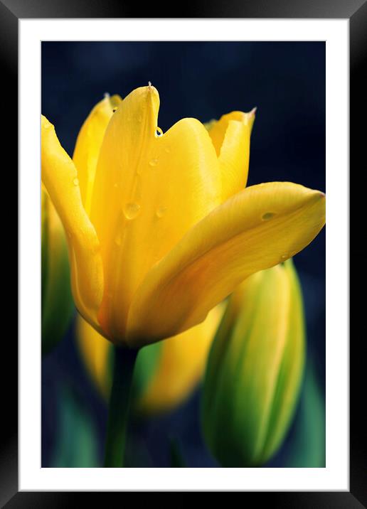 Raindrops on a Yellow Tulip Framed Mounted Print by Jim Allan