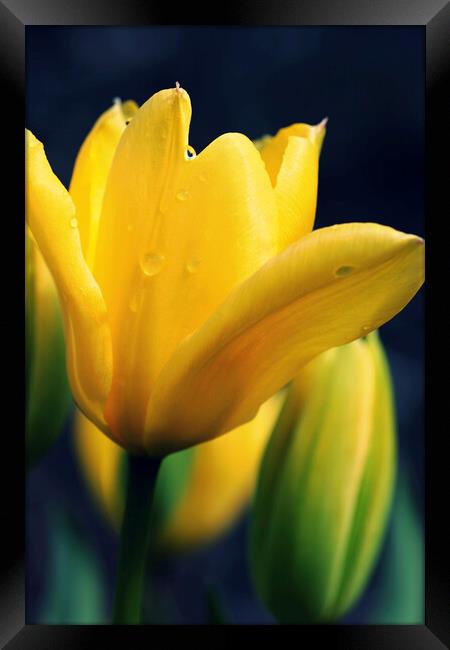 Raindrops on a Yellow Tulip Framed Print by Jim Allan