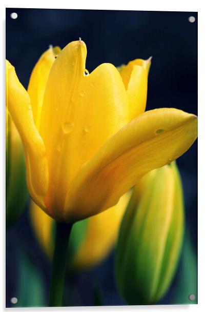 Raindrops on a Yellow Tulip Acrylic by Jim Allan