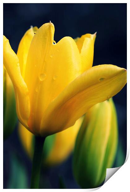 Raindrops on a Yellow Tulip Print by Jim Allan