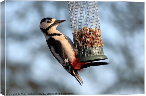 Great spotted woodpecker  Canvas Print by Chris Mobberley