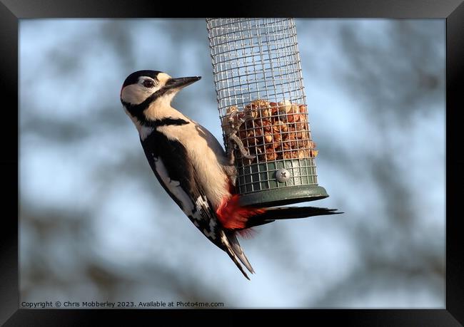 Great spotted woodpecker  Framed Print by Chris Mobberley