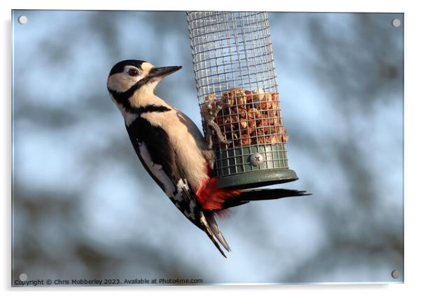 Great spotted woodpecker  Acrylic by Chris Mobberley