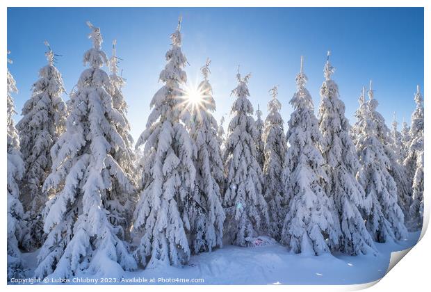 Winter spruce trees with sun rays. Trees covered in deep snow. Print by Lubos Chlubny