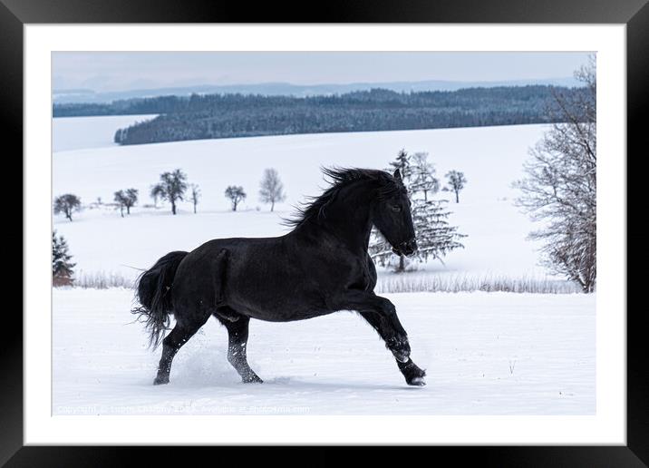 Friesian stallion running in winter field. Black Friesian horse runs gallop in winter. Framed Mounted Print by Lubos Chlubny