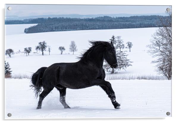 Friesian stallion running in winter field. Black Friesian horse runs gallop in winter. Acrylic by Lubos Chlubny