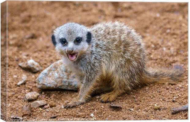 Meerkat or suricate cub showing its teeth Canvas Print by Lubos Chlubny