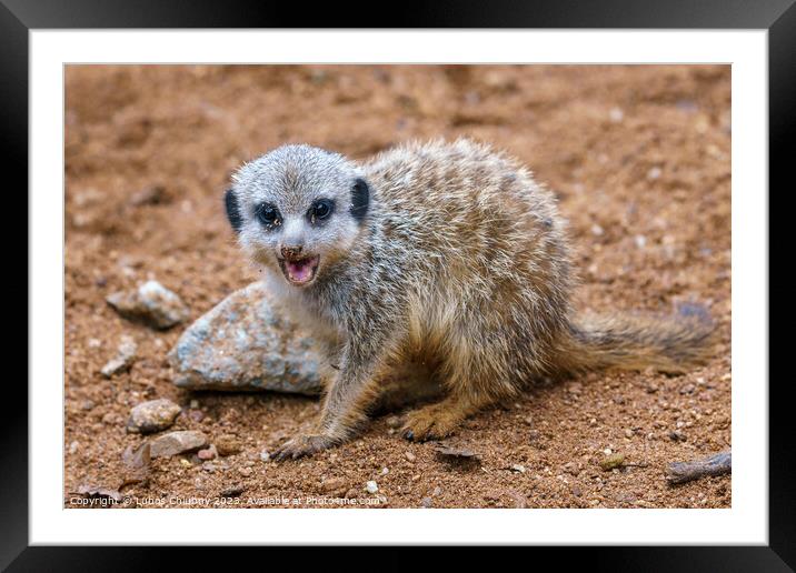 Meerkat or suricate cub showing its teeth Framed Mounted Print by Lubos Chlubny