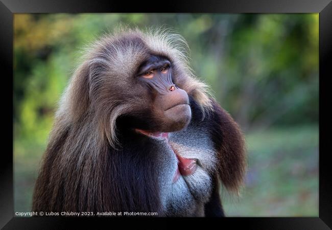 Alpha male of Gelada Baboon - Theropithecus gelada, beautiful ground primate Framed Print by Lubos Chlubny