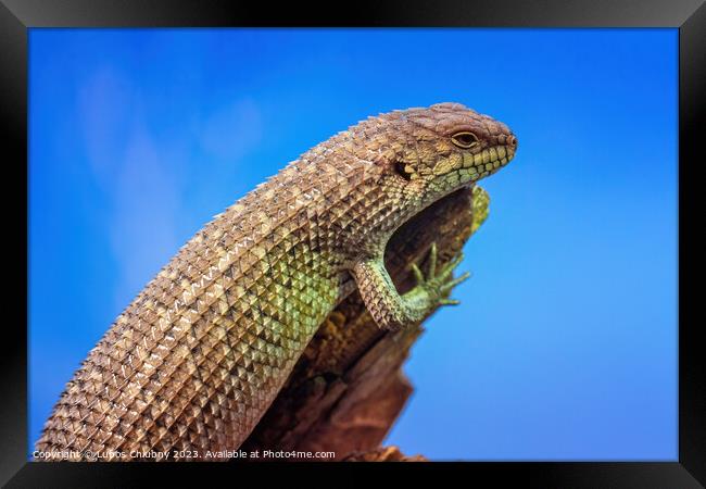 Gidgee Skink basking on log, Egernia stokesii. Framed Print by Lubos Chlubny