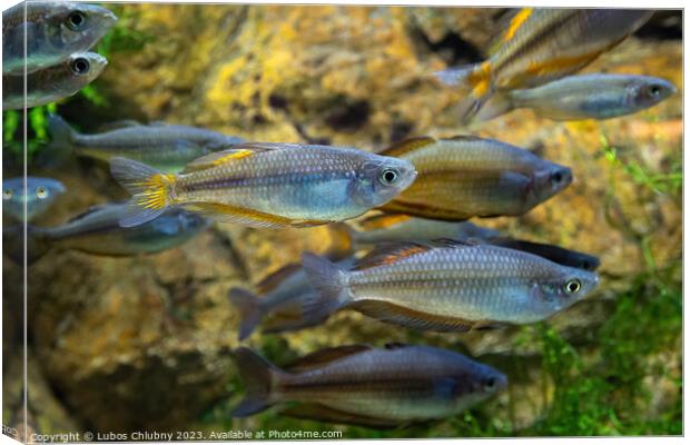 Large school of fish in an aquarium Canvas Print by Lubos Chlubny