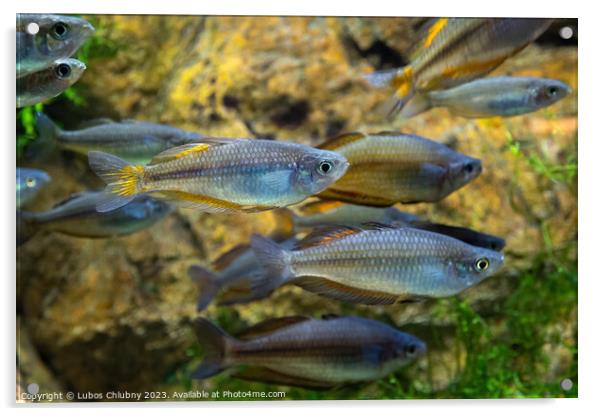 Large school of fish in an aquarium Acrylic by Lubos Chlubny