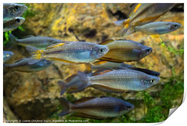 Large school of fish in an aquarium Print by Lubos Chlubny