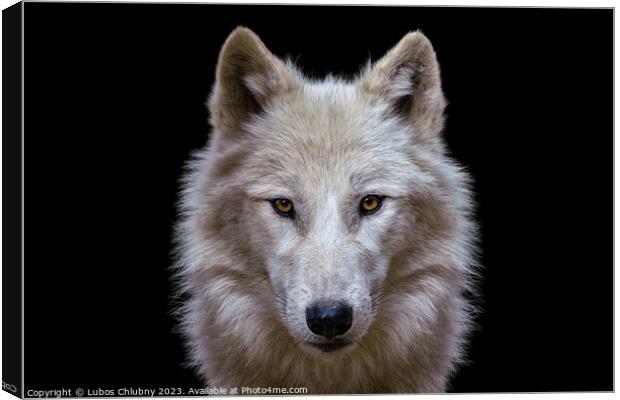 Portrait of arctic wolf isolated on black background. Polar wolf. Canvas Print by Lubos Chlubny