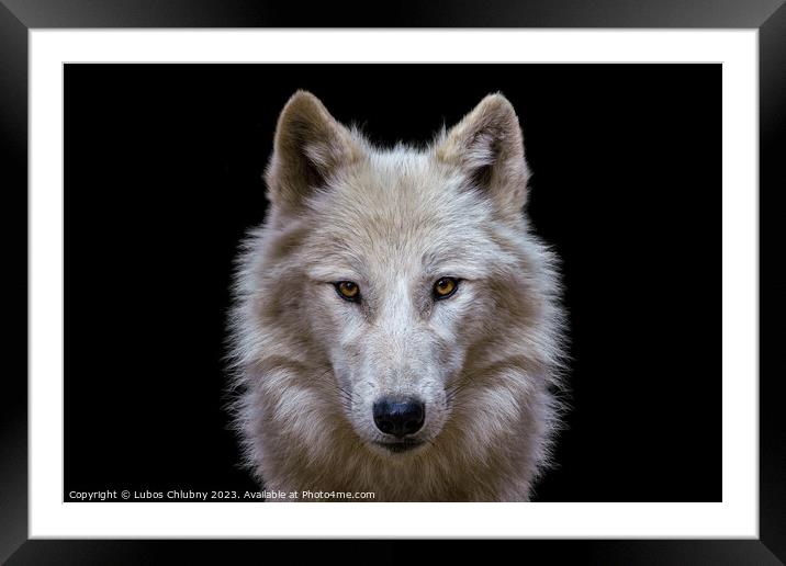 Portrait of arctic wolf isolated on black background. Polar wolf. Framed Mounted Print by Lubos Chlubny