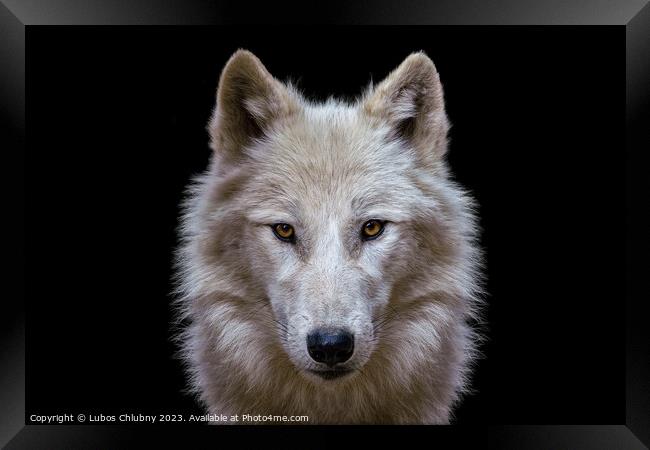 Portrait of arctic wolf isolated on black background. Polar wolf. Framed Print by Lubos Chlubny