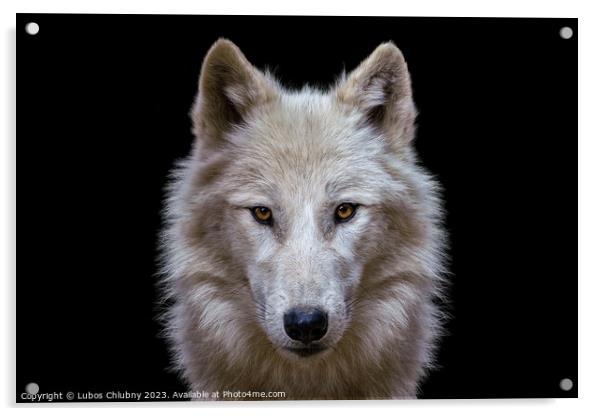 Portrait of arctic wolf isolated on black background. Polar wolf. Acrylic by Lubos Chlubny