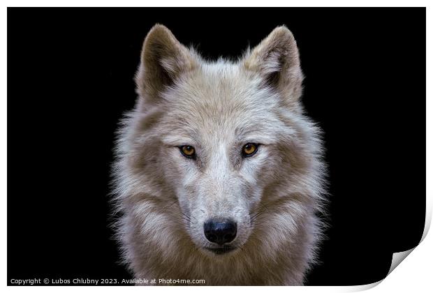 Portrait of arctic wolf isolated on black background. Polar wolf. Print by Lubos Chlubny