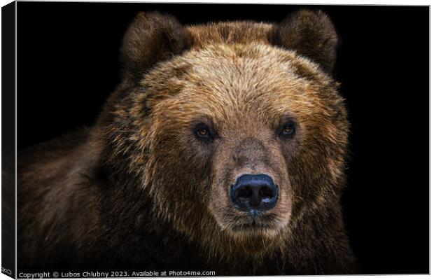 Front view of brown bear isolated on black background. Portrait of Kamchatka bear (Ursus arctos beringianus) Canvas Print by Lubos Chlubny
