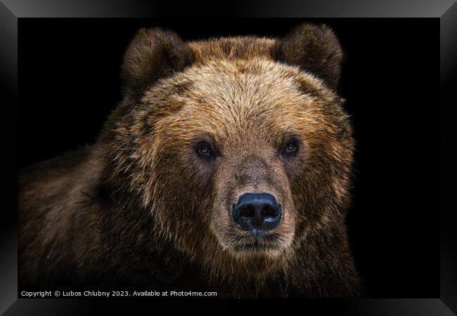 Front view of brown bear isolated on black background. Portrait of Kamchatka bear (Ursus arctos beringianus) Framed Print by Lubos Chlubny