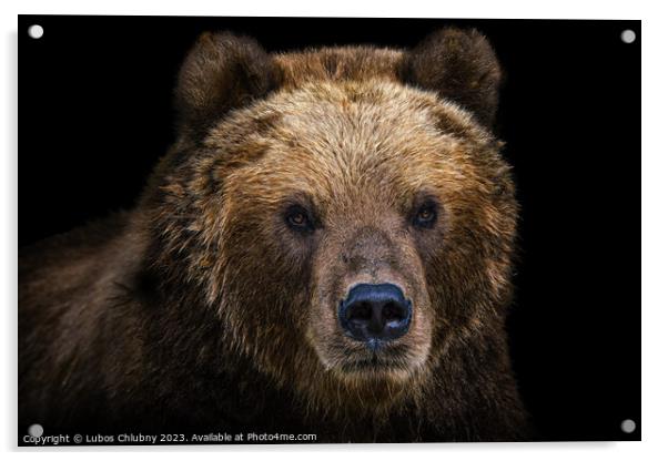 Front view of brown bear isolated on black background. Portrait of Kamchatka bear (Ursus arctos beringianus) Acrylic by Lubos Chlubny