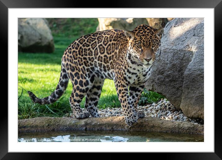 Jaguar is about to jump into the water. Panthera Onca. Framed Mounted Print by Lubos Chlubny
