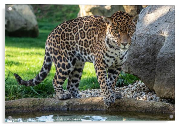 Jaguar is about to jump into the water. Panthera Onca. Acrylic by Lubos Chlubny