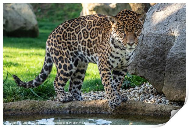 Jaguar is about to jump into the water. Panthera Onca. Print by Lubos Chlubny