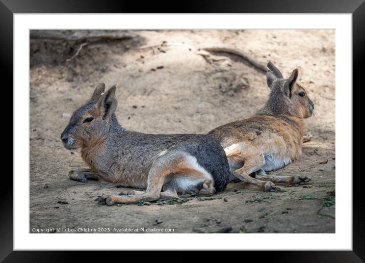 Patagonian mara resting on field, Dolichotis patagonum Framed Mounted Print by Lubos Chlubny