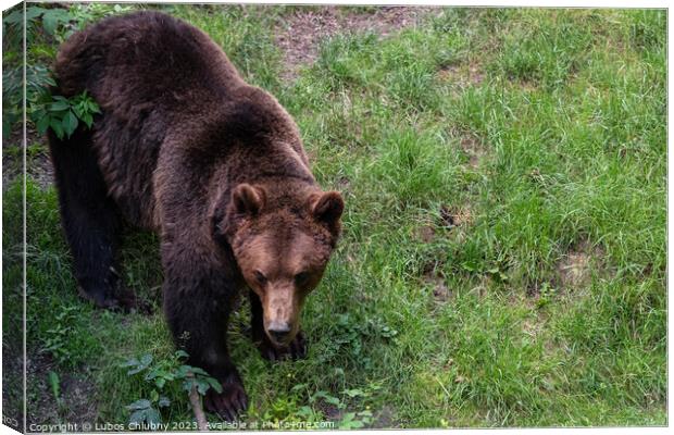 Brown bear - Ursus arctos looking for food in grass Canvas Print by Lubos Chlubny
