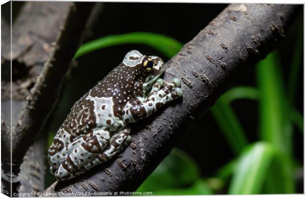 Amazon milk frog on branch- Trachycephalus resinifictrix Canvas Print by Lubos Chlubny