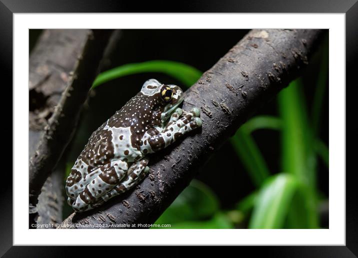 Amazon milk frog on branch- Trachycephalus resinifictrix Framed Mounted Print by Lubos Chlubny